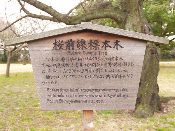 桜前線標本木