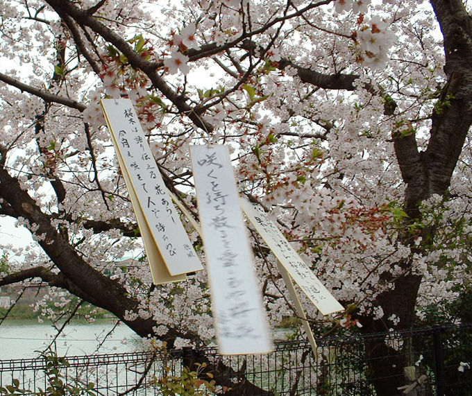 桧原桜