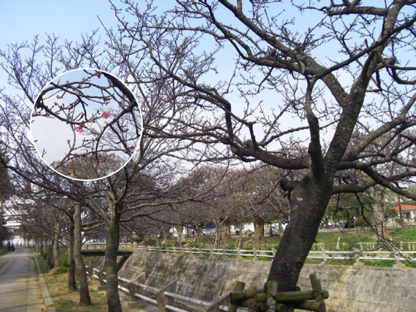 那覇市与儀公園の桜