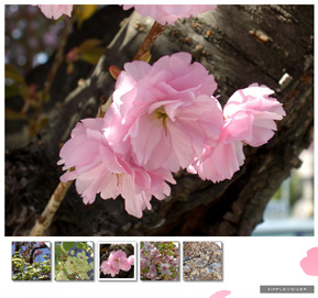 桜フォトギャラリー