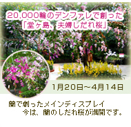 20,000輪のデンファレで創った「堂ヶ島、夫婦しだれ桜」　蘭で創ったメインディスプレイ　蘭のしだれ桜が満開です。