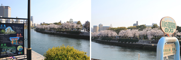 川と桜風景