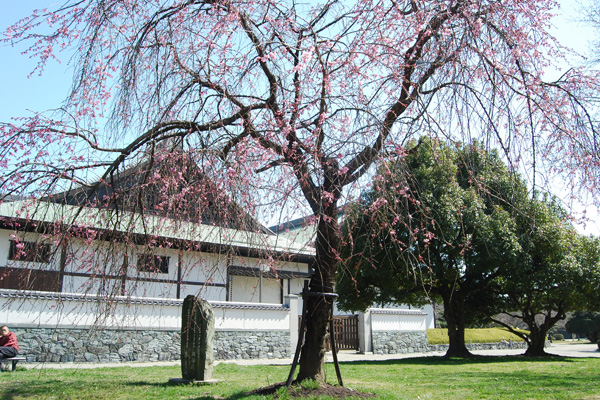 徳島城博物館前の枝垂桜