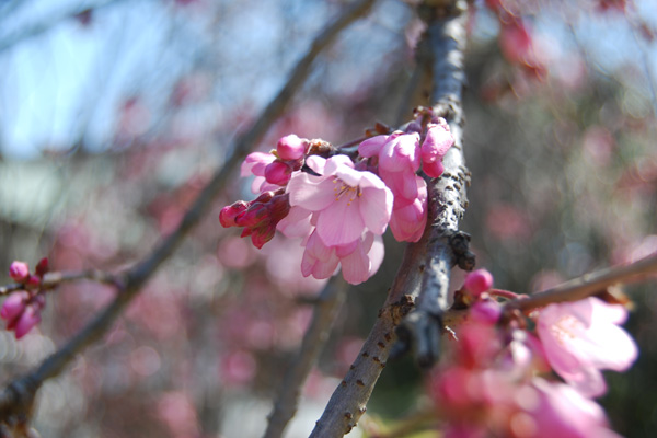 徳島城博物館前の枝垂桜