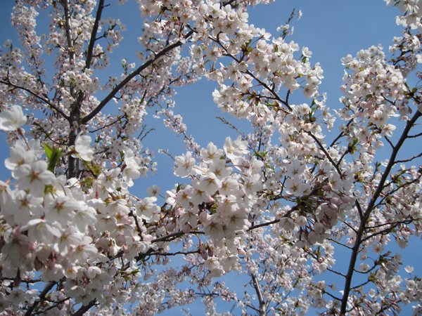 北海道札幌市の豊平川桜の杜