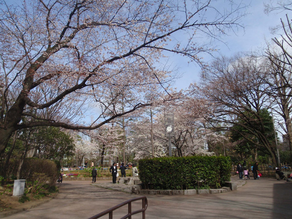 有栖川宮記念公園の桜