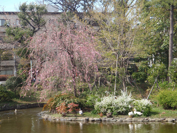 池の枝垂桜