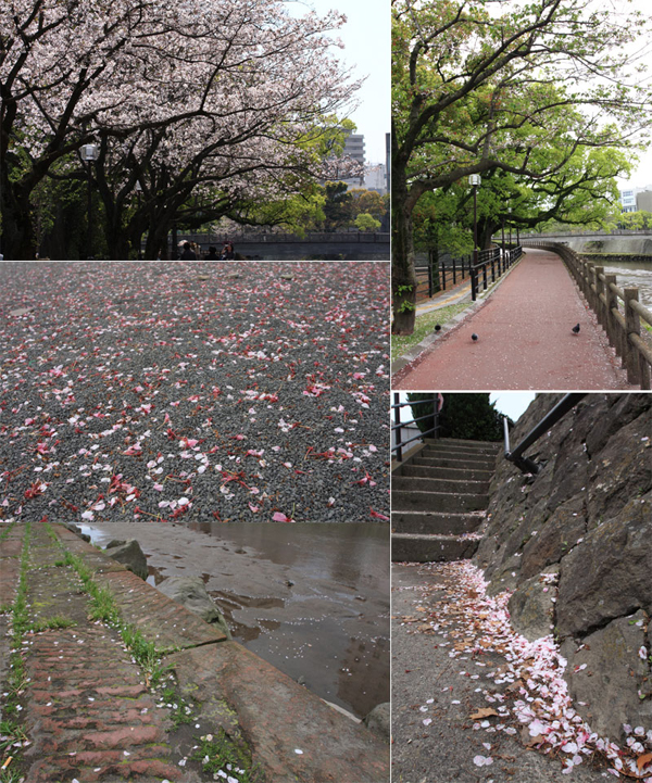 甲突川の桜もすっかりと葉桜に