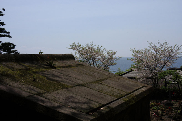 鹿児島市の仙巌園の桜