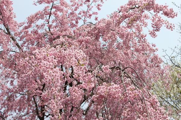 大学生協前の桜並木