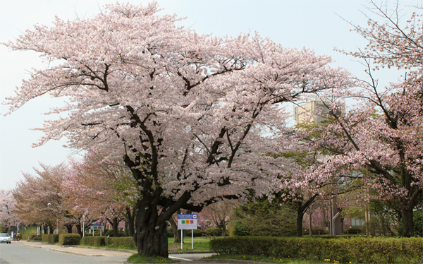 正門前の桜