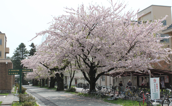 農学部掲示板前の桜