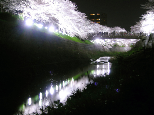 山崎川親水公園の枝垂れ桜