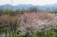 北海道からの桜だより