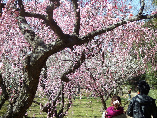 旭川さくら道の桜