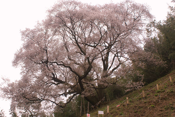 岡山県大山桜