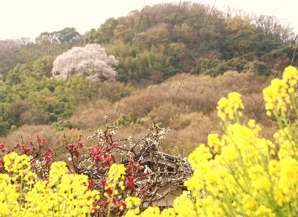 岡山県大山桜