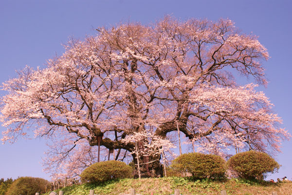 醍醐桜　(推定1000年)