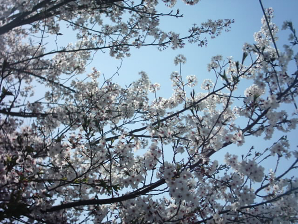 広島県　自宅近くの道沿いの桜