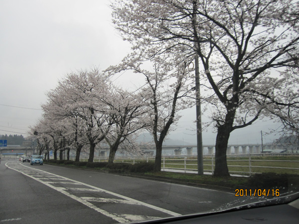 福井県の桜