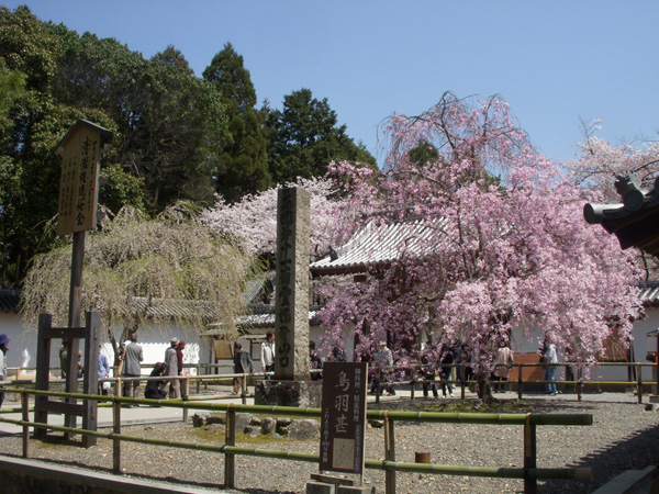 京都醍醐寺の桜