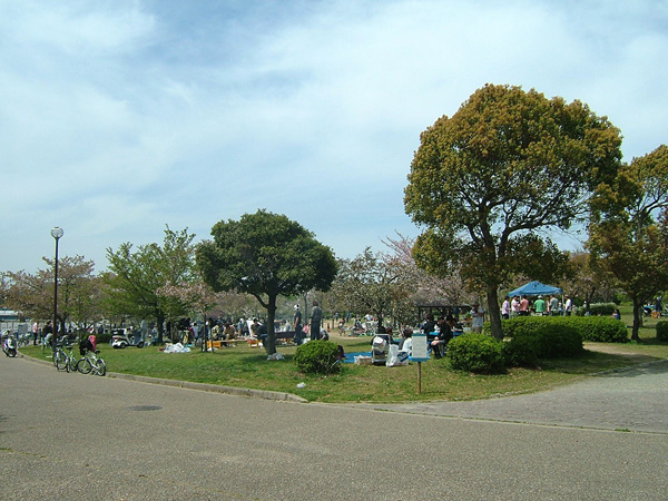 岸和田公園のソメイヨシノ
