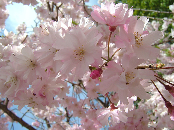 岸和田公園の枝垂れ桜