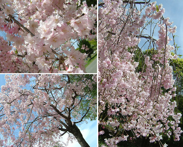 岸和田公園の枝垂れ桜