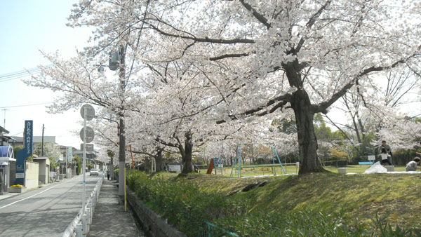 寺池公園の桜