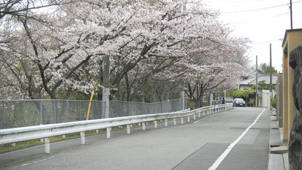 寺池公園の桜