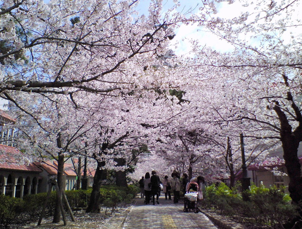 宝塚大劇場前の桜