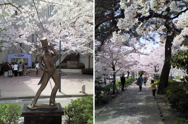 宝塚大劇場前の桜