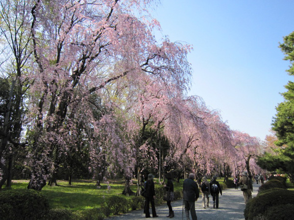 京都府二条城の桜