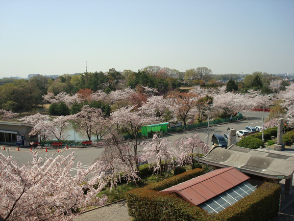 茨木弁天さんの桜