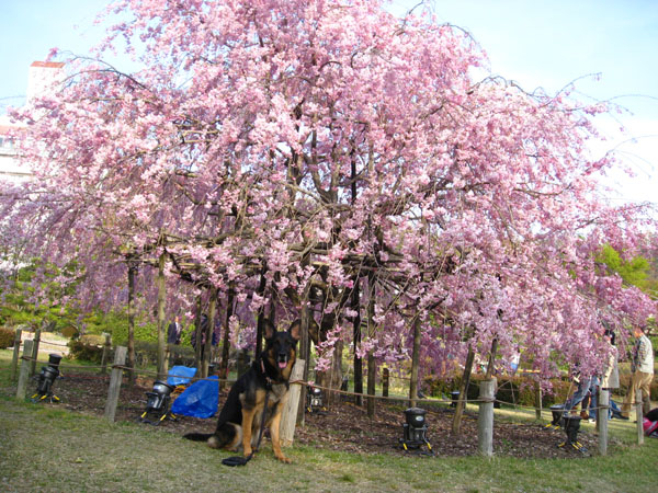 しあわせの村の桜