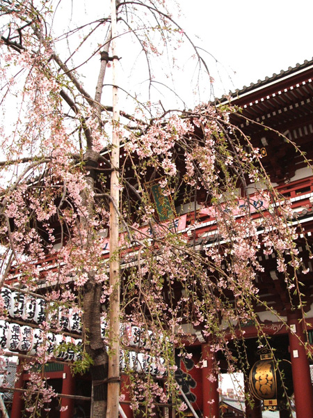 浅草寺境内のしだれ桜