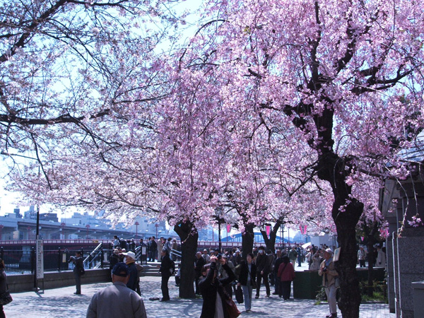 墨田公園しだれ桜