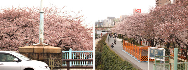 言問橋から見た隅田川沿いの桜