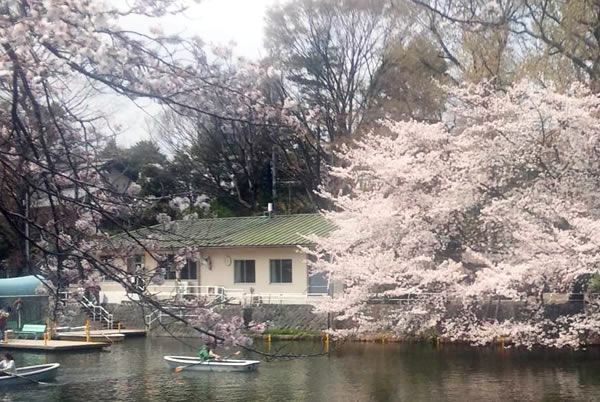 公園の中心には大きな池（富士見池）があり満開の桜を、ボートから眺める事もできます。
