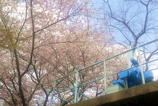武蔵関公園　水門前の桜
