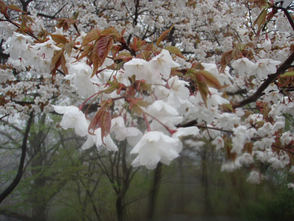 高尾山の桜