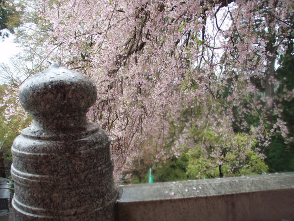 高尾山の桜