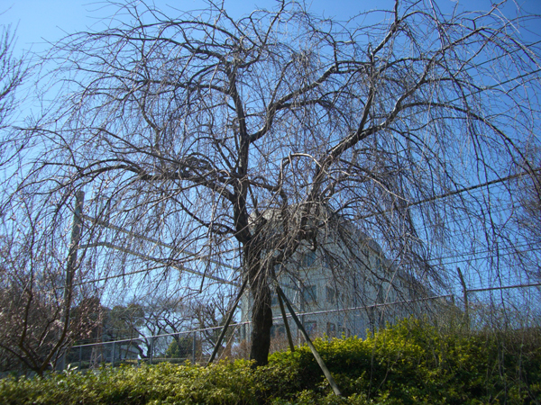 大井水神公園の枝垂桜