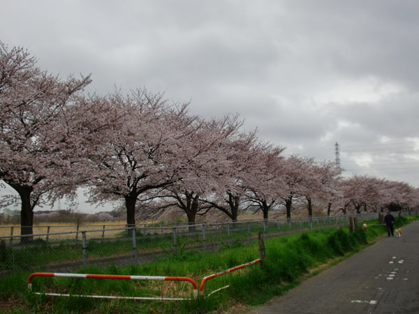 明の星高校裏の桜