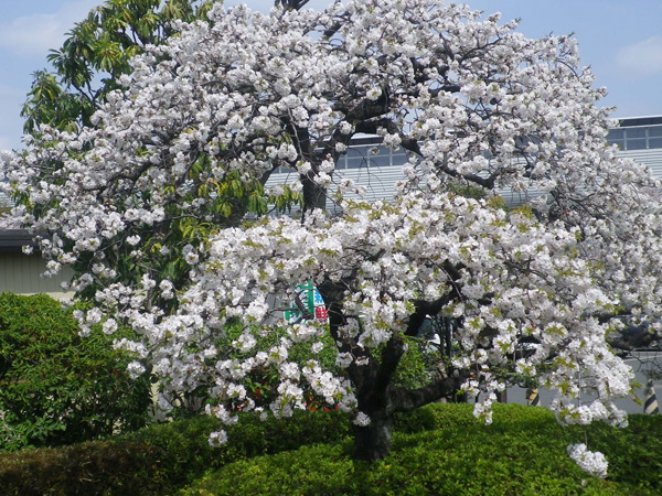 見沼代親水公園の桜