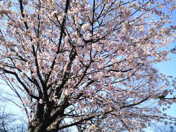 西口公園の桜