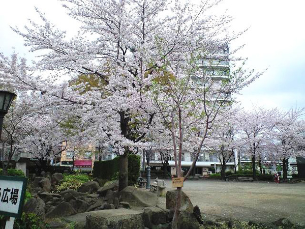 西口公園の桜