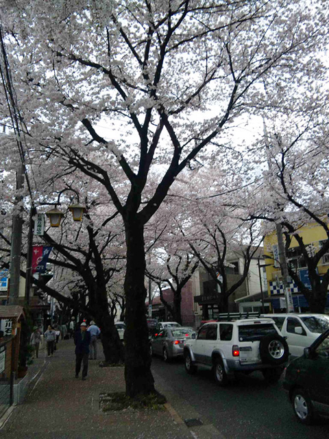 多磨霊園の桜