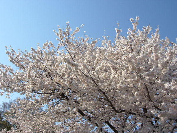 深谷の唐沢堤の桜