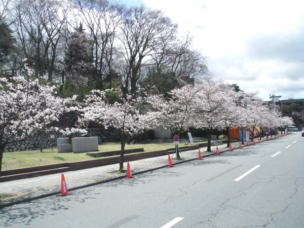 善光寺と城山公園の桜